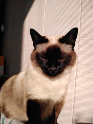 Прикрепленное изображение: Kote.jpeg